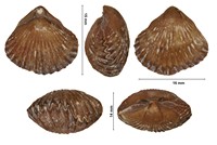 Torquirhynchia incontans